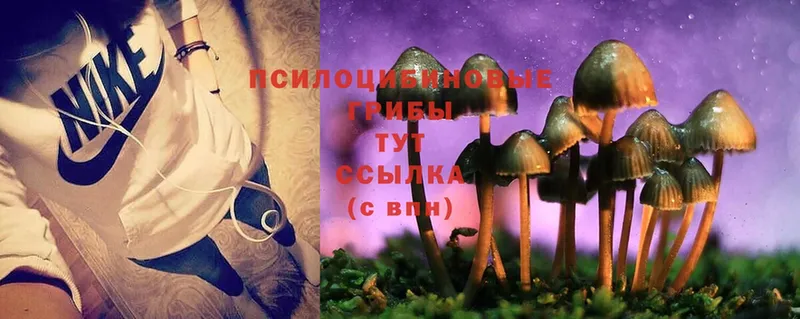 закладки  Каменск-Шахтинский  Галлюциногенные грибы Psilocybine cubensis 